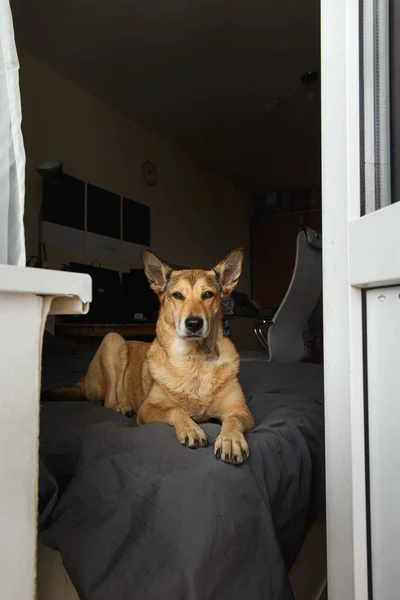 Loyal Dog Lying Comfortable Bed Modern Bedroom Balcony Door Home — Stock Photo, Image