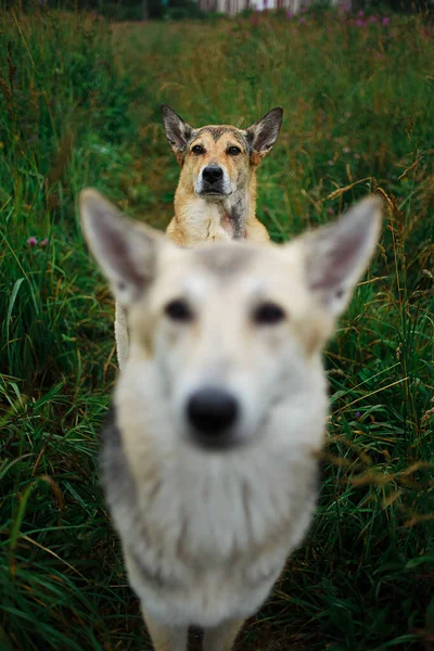Gut Erzogene Braune Und Graue Mischlingshunde Sitzen Auf Grünem Gras — Stockfoto
