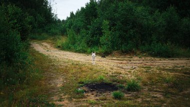 Yaz bulutlu bir günde tarlanın ortasında ıslak kırsal toprak yolda duran aktif ve sağlıklı kırma köpeğin yan görüntüsü