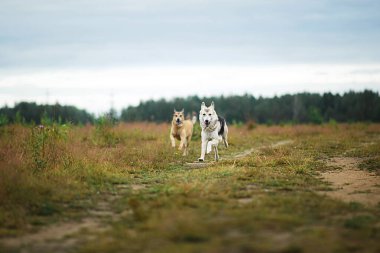 Aktif, sağlıklı kırsal yolda koşan melez köpekler yaz bulutlu bir günde tarlanın ortasında.