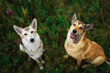 Şirin, sakin, kahverengi ve gri ıslak köpeklerin yeşil çayırda birlikte otururken kameraya tuhaf bir şekilde bakmasından.