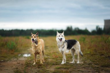 Dikkatli uyarı kahverengi ve gri köpek kırsal toprak yolda bir arada durup kameraya bakıyorlar.
