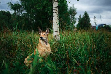 Dikkatli, yetişkin, melez bir köpek. Huş ağacının yanındaki yeşil çimlerde oturuyor ve başka tarafa bakıyor.