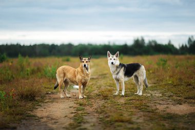 Dikkatli uyarı kahverengi ve gri köpek kırsal toprak yolda bir arada durup kameraya bakıyorlar.