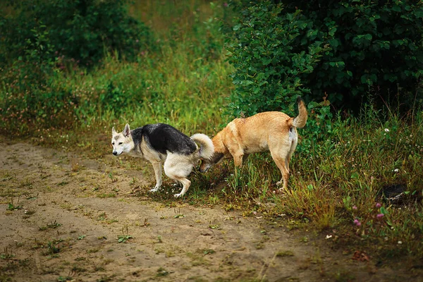 Kırsal Toprak Yolun Yanındaki Çimlere Kakasını Yapan Başıboş Çoban Köpeği — Stok fotoğraf