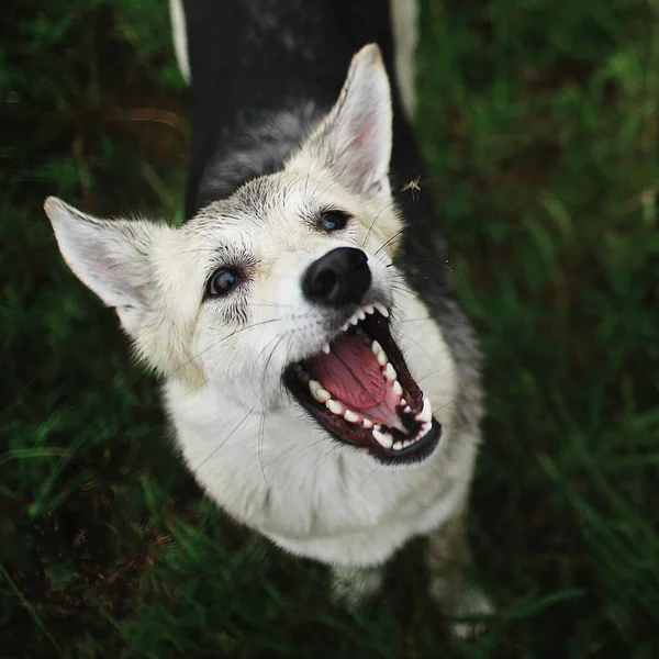 Melez Köpeğin Yukarısından Bulanık Yeşil Arka Plana Karşı Ağzı Açık — Stok fotoğraf