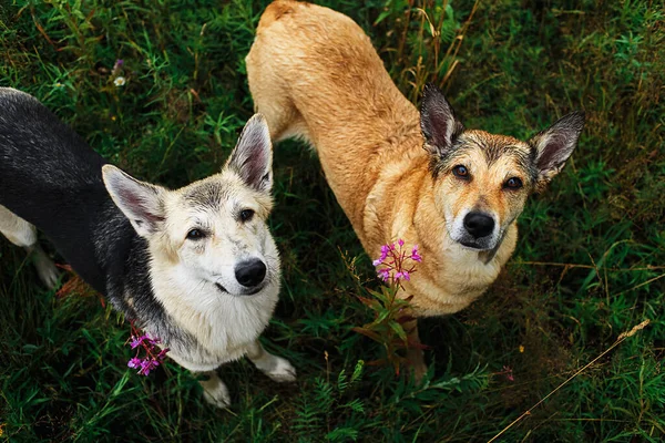 Desde Arriba Lindos Perros Húmedos Marrones Grises Tranquilos Mirando Cámara — Foto de Stock