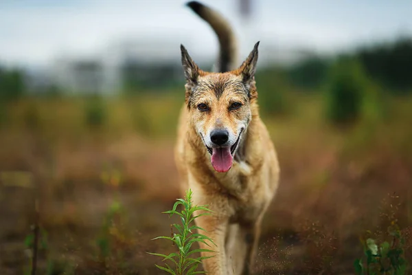 夏季多云天气 活跃健康的杂种狗在田野中央潮湿的乡间土路上奔跑 — 图库照片