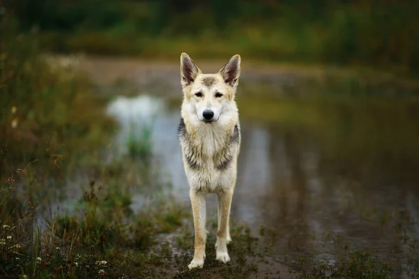大人グレー混合品種野良犬立って未舗装の田舎道によって水たまりやカメラを見て — ストック写真
