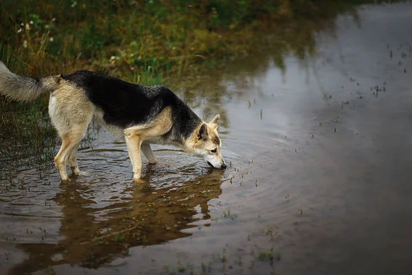 Ενηλίκων Γκρι Μικτή Φυλή Αδέσποτο Σκυλί Στέκεται Λακκούβα Και Πόσιμο — Φωτογραφία Αρχείου