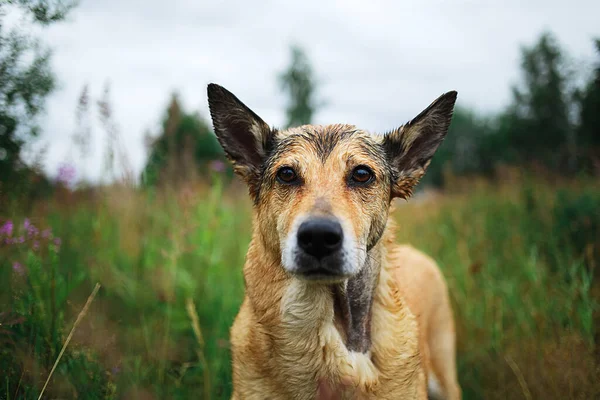 Bien Comportado Obediente Perro Raza Mixta Roja Pie Sobre Hierba —  Fotos de Stock