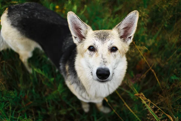 Von Oben Ein Entzückender Freundlicher Brauner Mischlingshund Mit Klugen Augen — Stockfoto