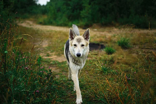 Perro Mestizo Sano Activo Corriendo Camino Tierra Rural Mojado Medio —  Fotos de Stock