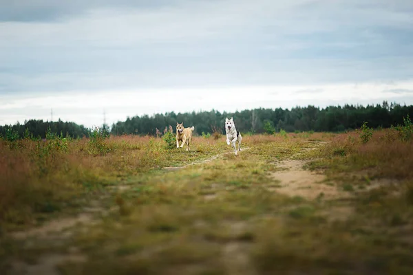 Aktive Gesunde Mischlingshunde Laufen Sommer Auf Feuchtem Feldweg Mitten Auf — Stockfoto