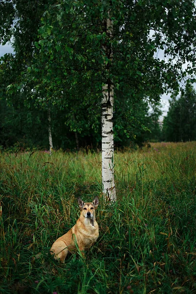 Увага Дорослий Собака Змішаної Породи Сидить Зеленій Траві Поруч Березовим — стокове фото