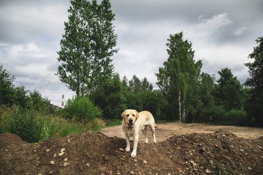 Sevimli Labrador Retriever doğadaki bulutlu bir günde toprak yığını üzerinde dururken kameraya bakıyor.
