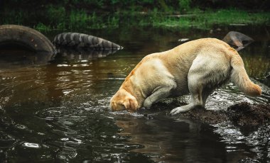 Mutlu Labrador Retriever kafasını yeşil ormandaki sakin nehrin suyuna soktu.
