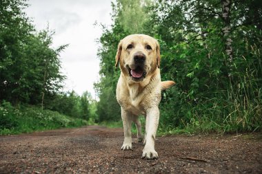 Yaz günü doğada kır yolunda dikilen sevimli köpek kuyruğunu sallıyor.