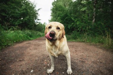 Yaz günü doğada kır yolunda dikilen sevimli köpek kuyruğunu sallıyor.