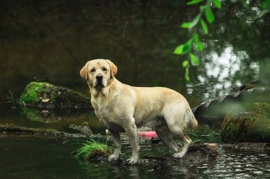 Mutlu Labrador Retriever yeşil ormandaki sakin nehrin sularında çimenli kıyılarda yürüyor