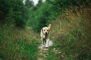 Yaz günü kırsalda, uzun yeşil çimenlerin yanında, dar patikada yürüyen sevimli köpek.