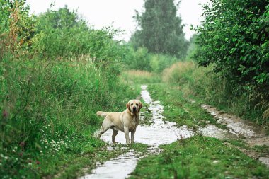 Yaz günü kırsalda, uzun yeşil çimenlerin yanında, dar patikada yürüyen sevimli köpek.