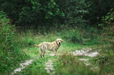 Yaz günü yağmurlu bir günde çimenli bir yolda dururken sallanan sevimli köpek manzarası