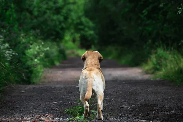 Back View Adorable Labrador Retriever Standing Country Road Cloudy Day — Stock Photo, Image