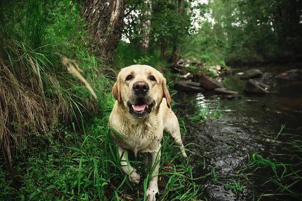 Счастливый Лабрадор Retriever Прогулки Возле Травянистого Берега Воде Спокойной Реки — стоковое фото