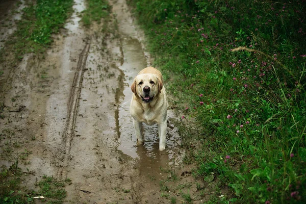 Side View Cute Dog Swinging Tail While Standing Puddle Dirty — Stock Photo, Image