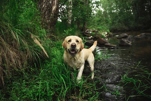 Счастливый Лабрадор Retriever Прогулки Возле Травянистого Берега Воде Спокойной Реки — стоковое фото