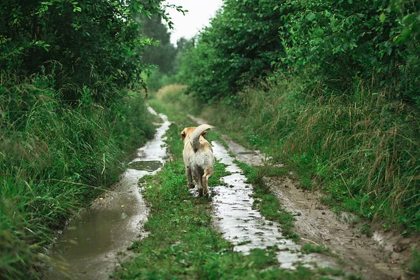Back View Adorable Dog Walking Away Narrow Path Tall Green — Stock Photo, Image