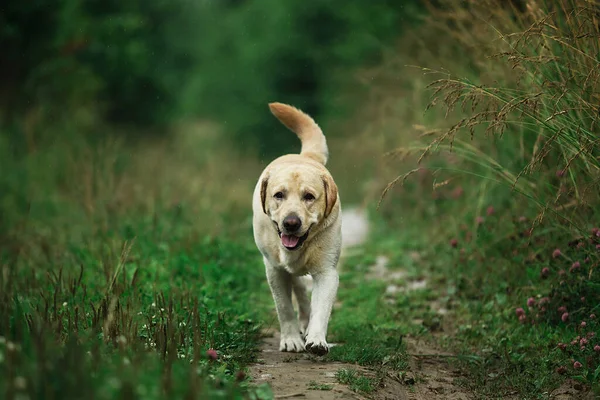 Adorable Dog Walking Narrow Path Tall Green Grass Summer Day — Stock Photo, Image