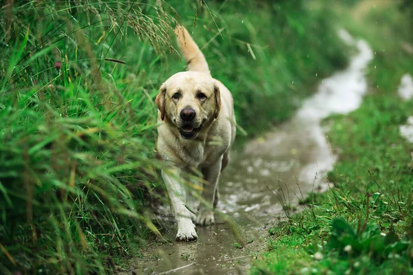 Cão Adorável Caminhando Longo Caminho Estreito Perto Grama Verde Alta — Fotografia de Stock