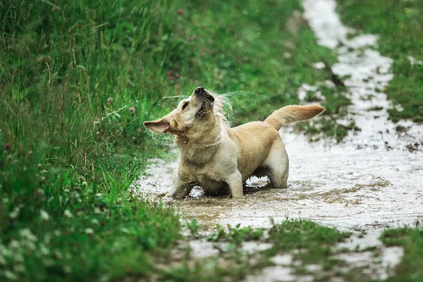 Funny dog shaking head while standing in puddle of dirty water and playing in green nature on rainy day