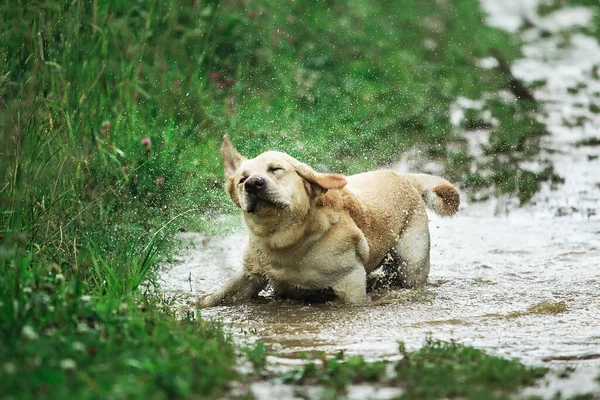 Funny Dog Shaking Head While Standing Puddle Dirty Water Playing — Stock Photo, Image