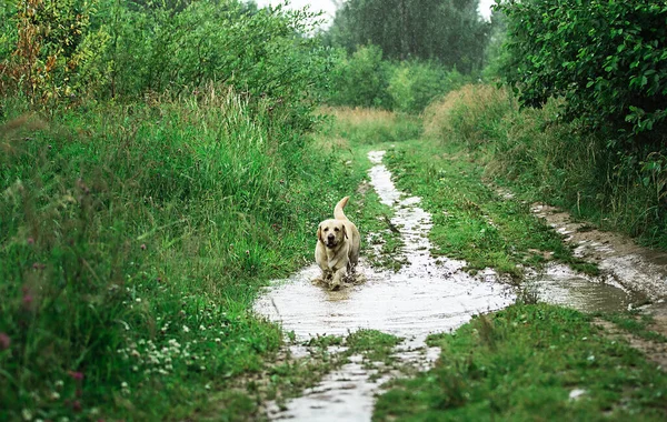 Adorable Dog Walking Narrow Path Tall Green Grass Summer Day — Stock Photo, Image