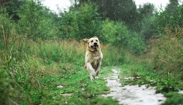 Excited Labrador Retriever Running Grassy Path While Having Fun Nature — Stock Photo, Image