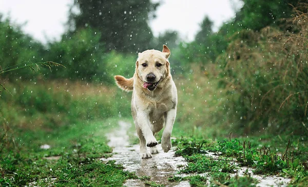 Excited Labrador Retriever Running Grassy Path While Having Fun Nature — Stock Photo, Image