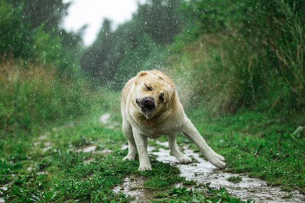 Labrador Retriever Animado Correndo Longo Caminho Gramado Enquanto Diverte Natureza — Fotografia de Stock