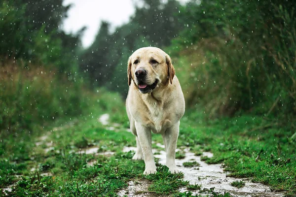 Excited Labrador Retriever Running Grassy Path While Having Fun Nature — Stock Photo, Image