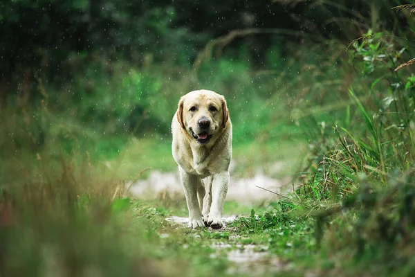 Adorable Dog Walking Narrow Path Tall Green Grass Summer Day — Stock Photo, Image