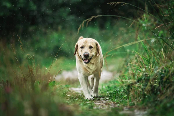 Adorable Dog Walking Narrow Path Tall Green Grass Summer Day — Stock Photo, Image