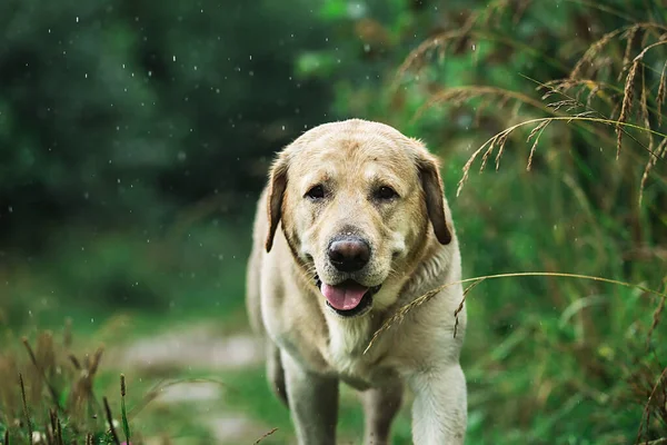 Adorable Perro Caminando Largo Camino Estrecho Cerca Hierba Verde Alta — Foto de Stock