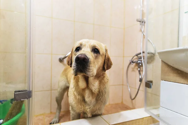 Banho Labrador Amarelo Retriever Felicidade Cão Tomando Banho Espuma — Fotografia de Stock