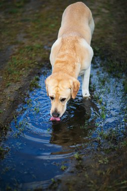 Yetişkin sarı Labrador Retriever köpeği yaz günü çamurlu kır yolundaki su birikintisinden su içiyor.