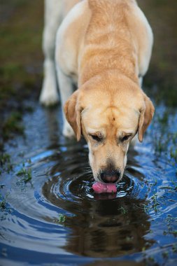 Yetişkin sarı Labrador Retriever köpeği yaz günü çamurlu kır yolundaki su birikintisinden su içiyor.