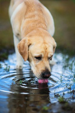 Yetişkin sarı Labrador Retriever köpeği yaz günü çamurlu kır yolundaki su birikintisinden su içiyor.