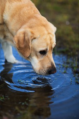 Yetişkin sarı Labrador Retriever köpeği yaz günü çamurlu kır yolundaki su birikintisinden su içiyor.