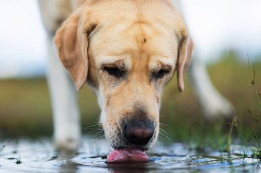 Sarı Labrador Retriever köpeği tarlada yürüdükten sonra yorgun su içti ve kameraya baktı.